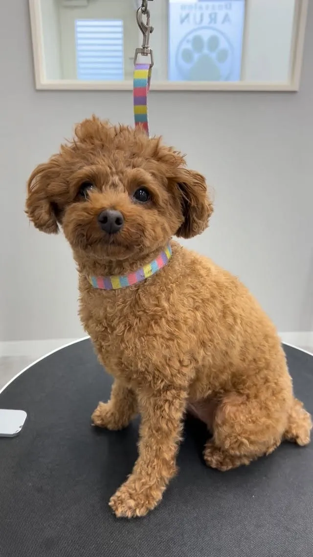 ୨୧ ∴ペットサロン∴ ୨୧ 