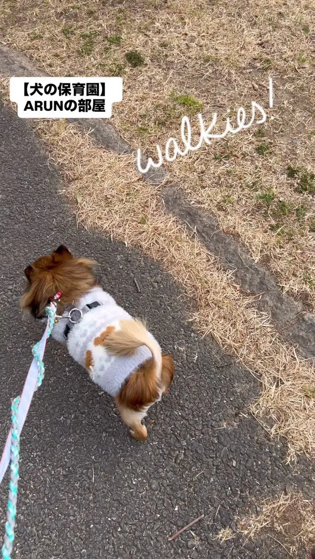 ୨୧ ∴犬の保育園∴ ୨୧