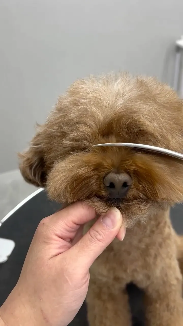 ୨୧ ∴ペットサロン∴ ୨୧ 