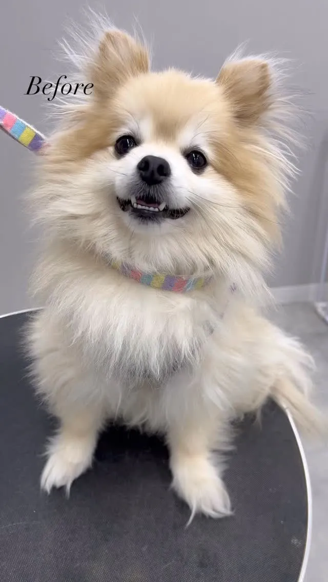 ୨୧ ∴ペットサロン∴ ୨୧ 