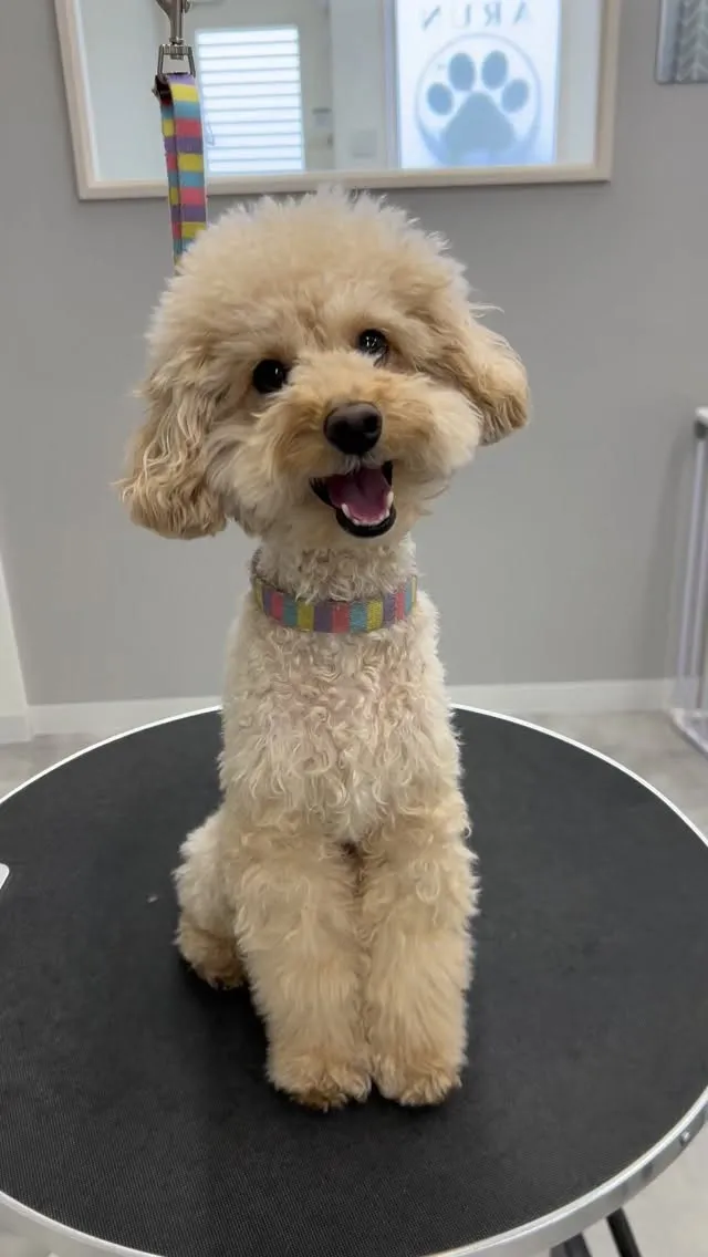 ୨୧ ∴ペットサロン∴ ୨୧ 