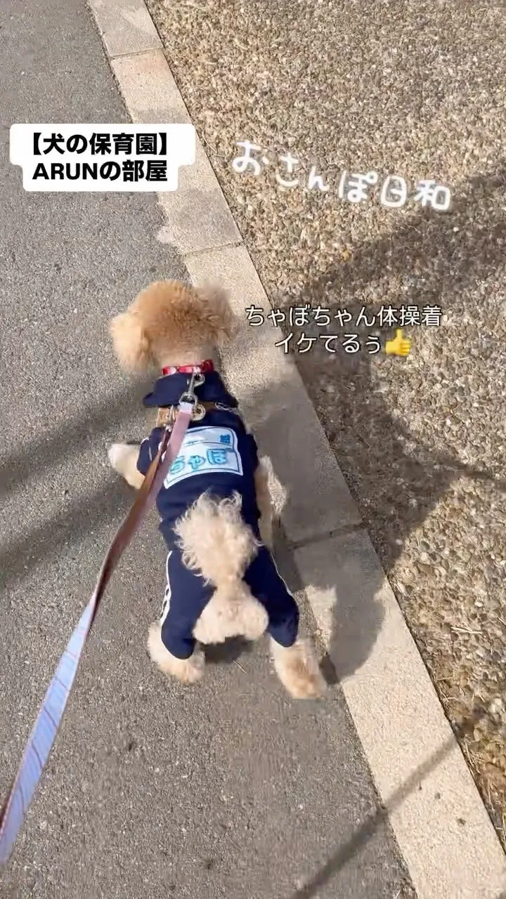 ୨୧ ∴犬の保育園∴ ୨୧
