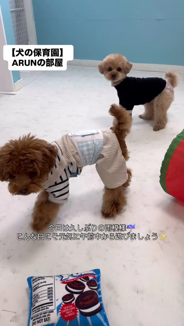 ୨୧ ∴犬の保育園∴ ୨୧