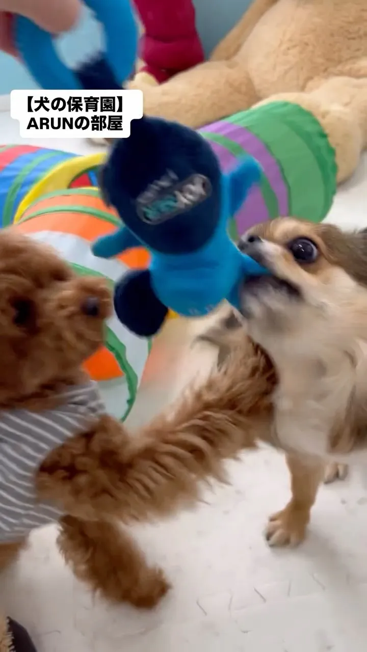 ୨୧ ∴犬の保育園∴ ୨୧