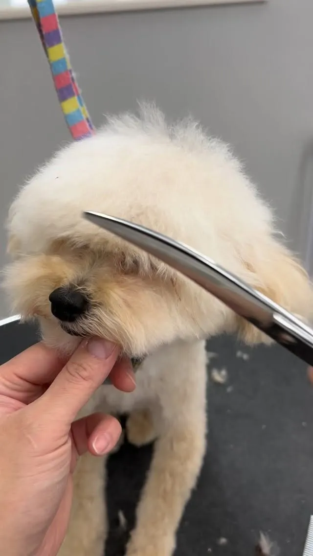 ୨୧ ∴ペットサロン∴ ୨୧ 