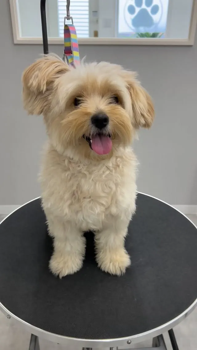 ୨୧ ∴ペットサロン∴ ୨୧ 
