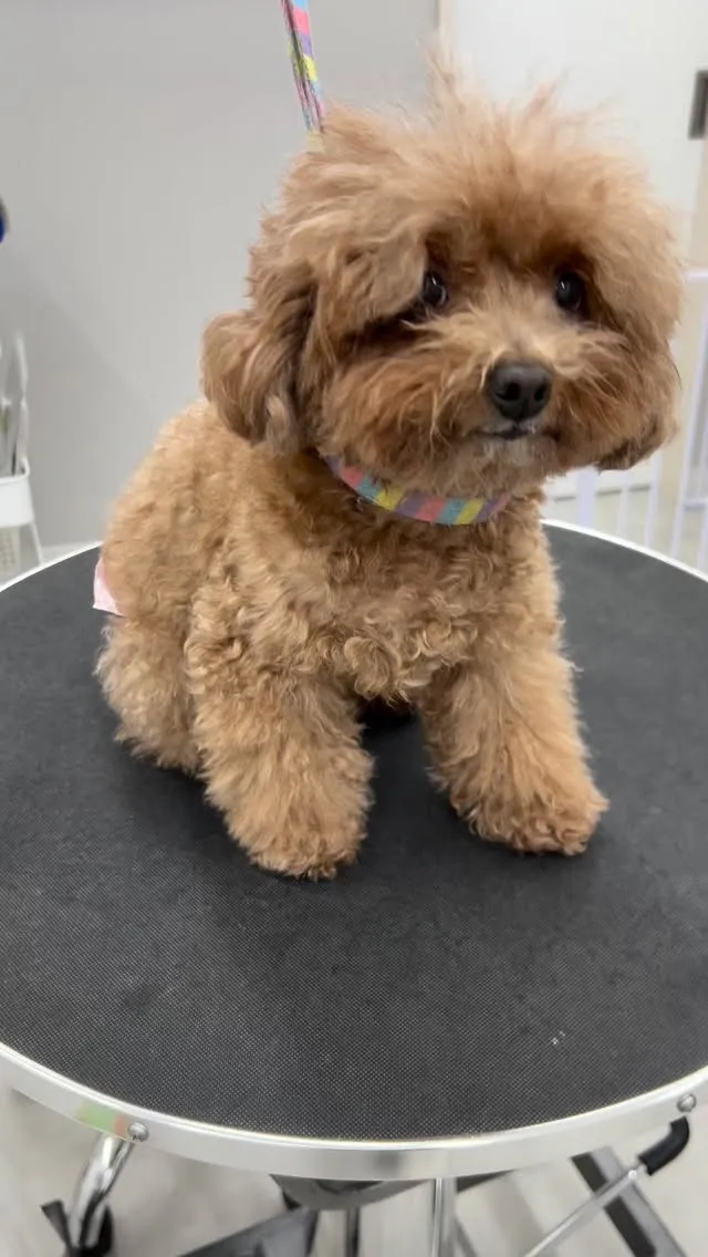 ୨୧ ∴ペットサロン∴ ୨୧ 