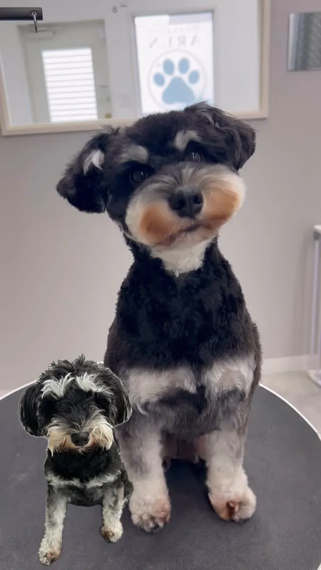 ୨୧ ∴ペットサロン∴ ୨୧ 