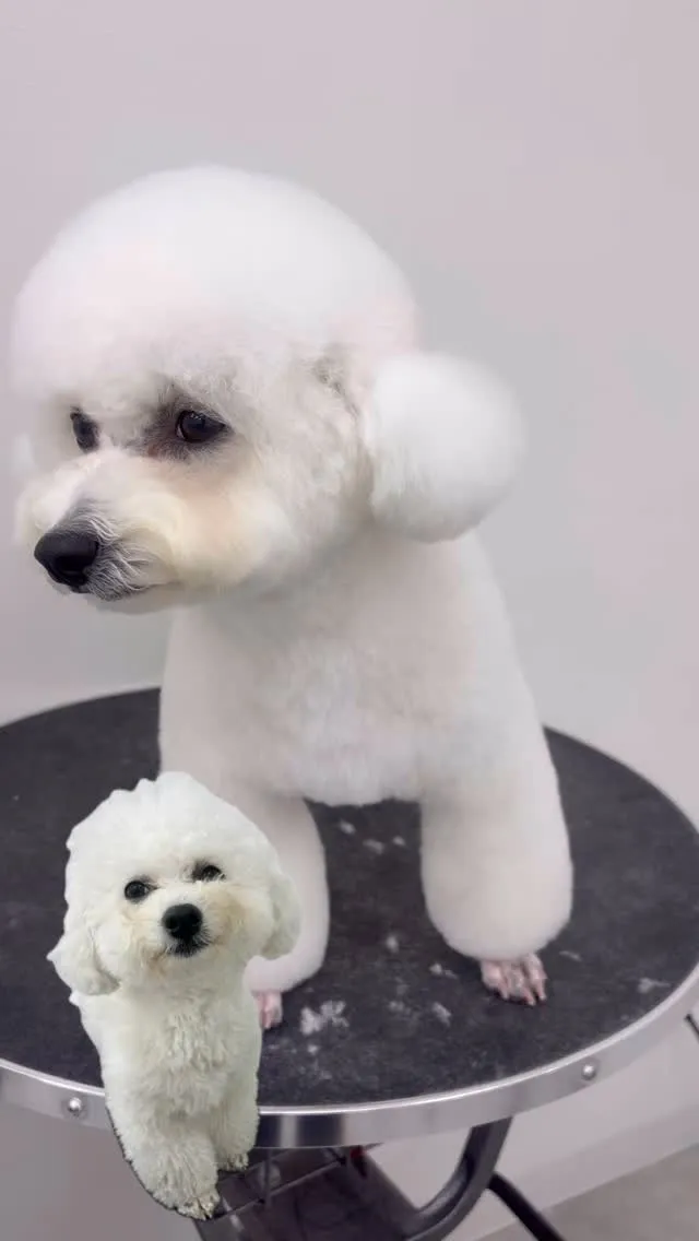 ୨୧ ∴ペットサロン∴ ୨୧ 