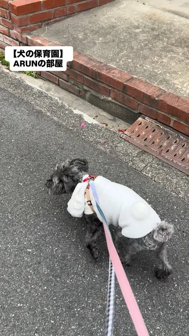 ୨୧ ∴犬の保育園∴ ୨୧