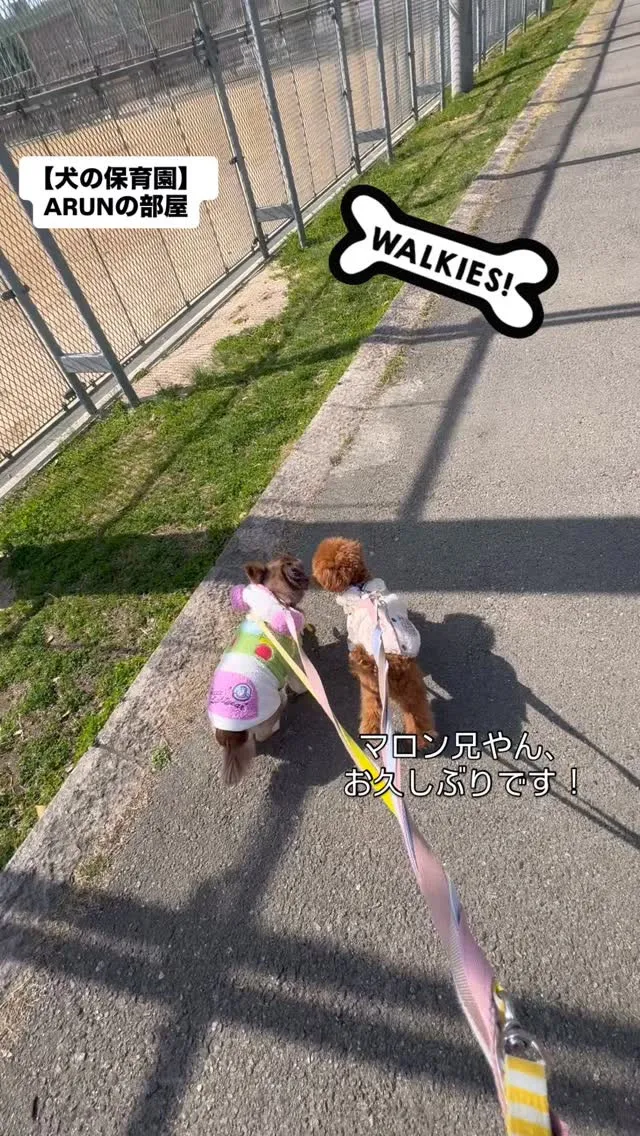 ୨୧ ∴犬の保育園∴ ୨୧