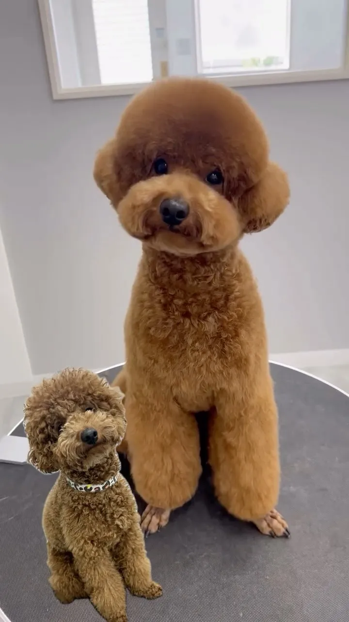 ୨୧ ∴ペットサロン∴ ୨୧ 