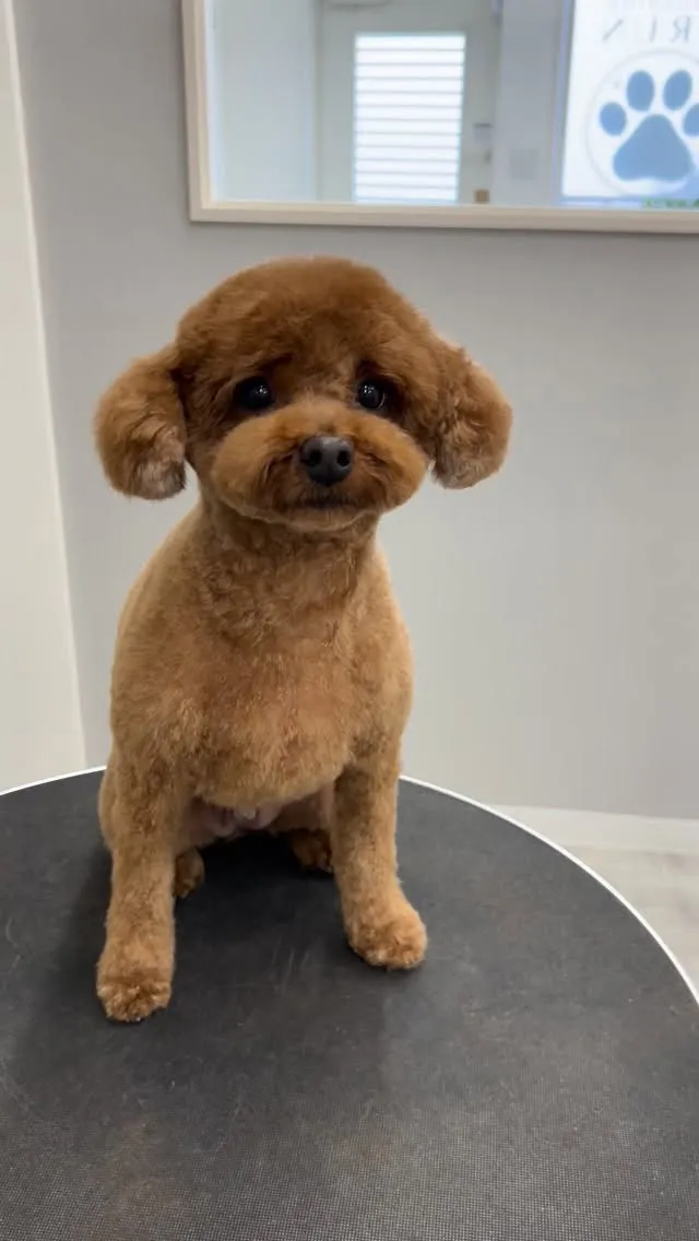 ୨୧ ∴ペットサロン∴ ୨୧ 