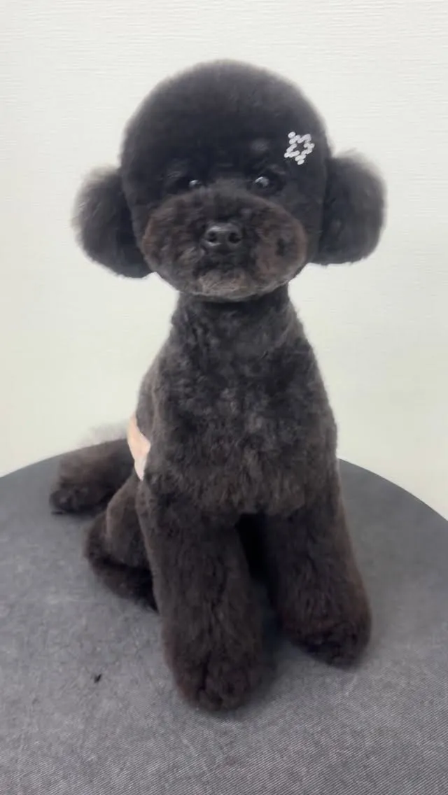 ୨୧ ∴ペットサロン∴ ୨୧ 