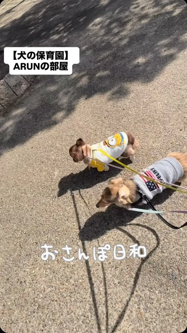 ୨୧ ∴犬の保育園∴ ୨୧