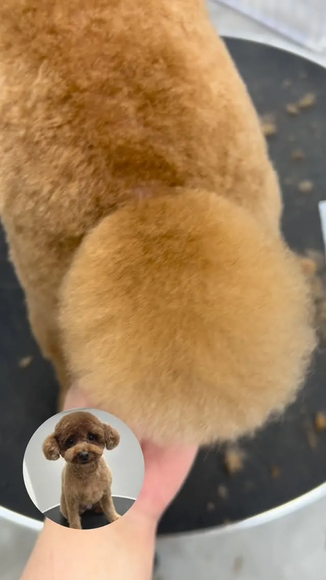 ୨୧ ∴ペットサロン∴ ୨୧ 