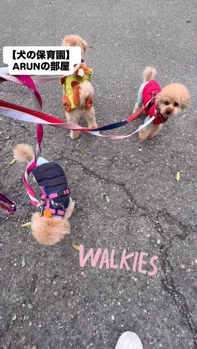 ୨୧ ∴犬の保育園∴ ୨୧