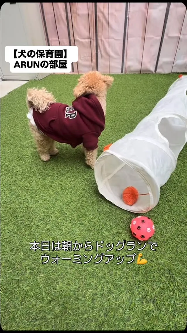 ୨୧ ∴犬の保育園∴ ୨୧