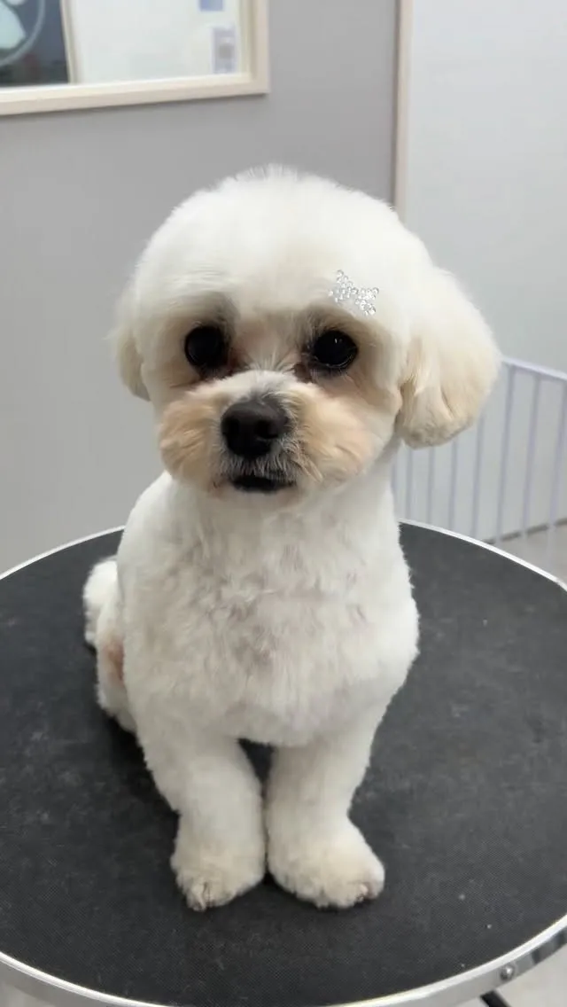 ୨୧ ∴ペットサロン∴ ୨୧ 