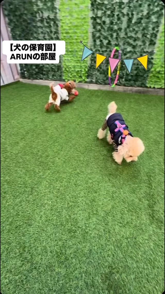 ୨୧ ∴犬の保育園∴ ୨୧