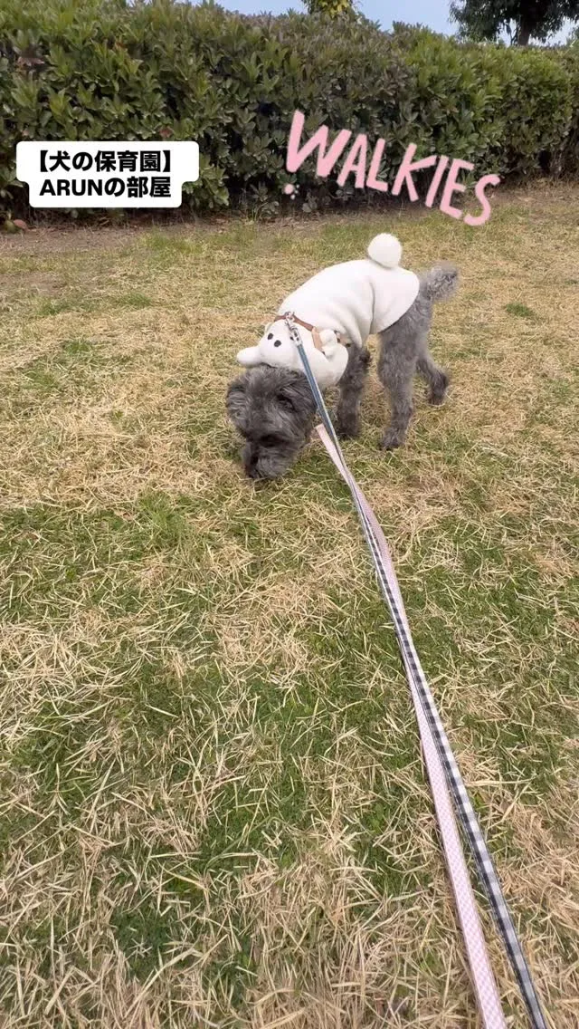 ୨୧ ∴犬の保育園∴ ୨୧