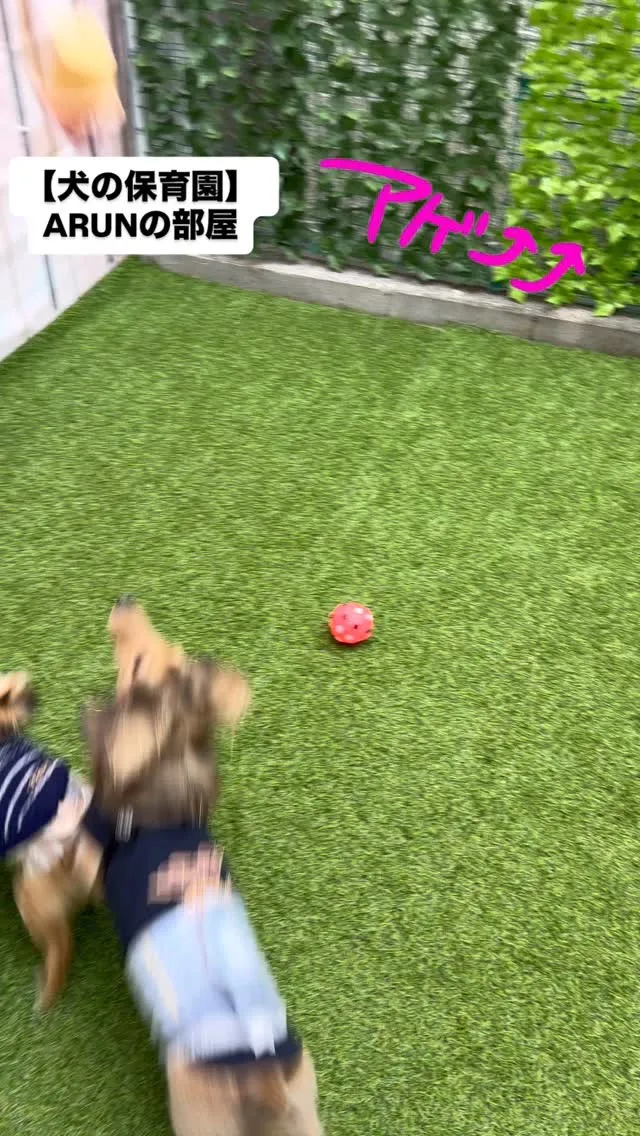 ୨୧ ∴犬の保育園∴ ୨୧