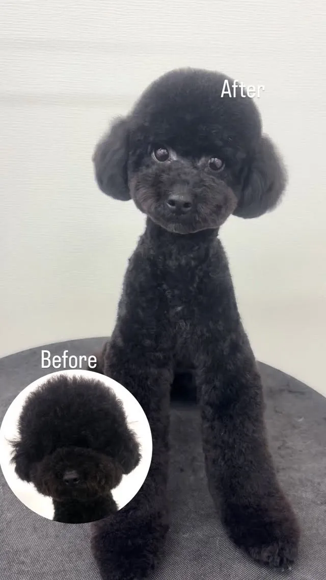 ୨୧ ∴ペットサロン∴ ୨୧ 