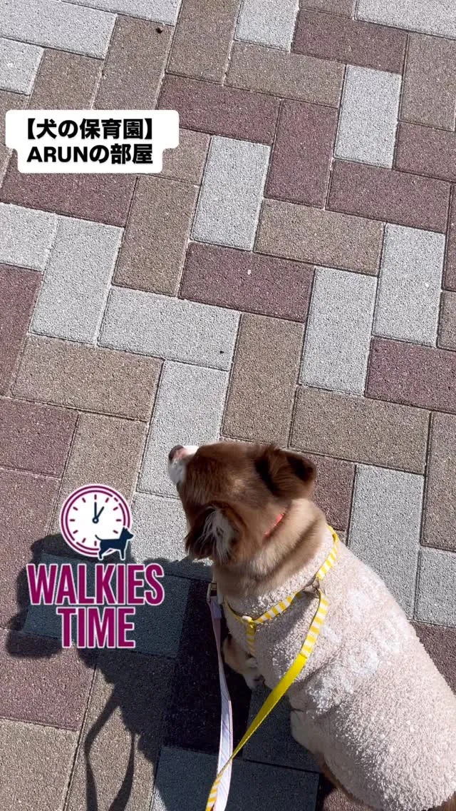 ୨୧ ∴犬の保育園∴ ୨୧