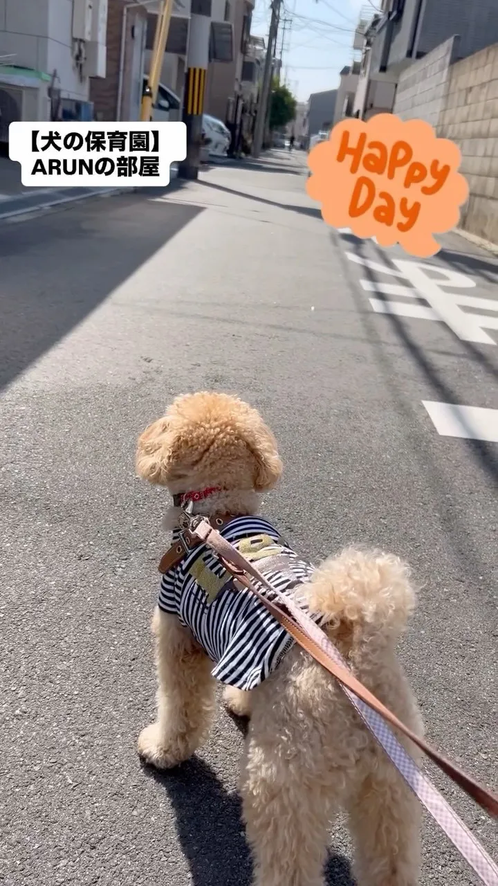 ୨୧ ∴犬の保育園∴ ୨୧