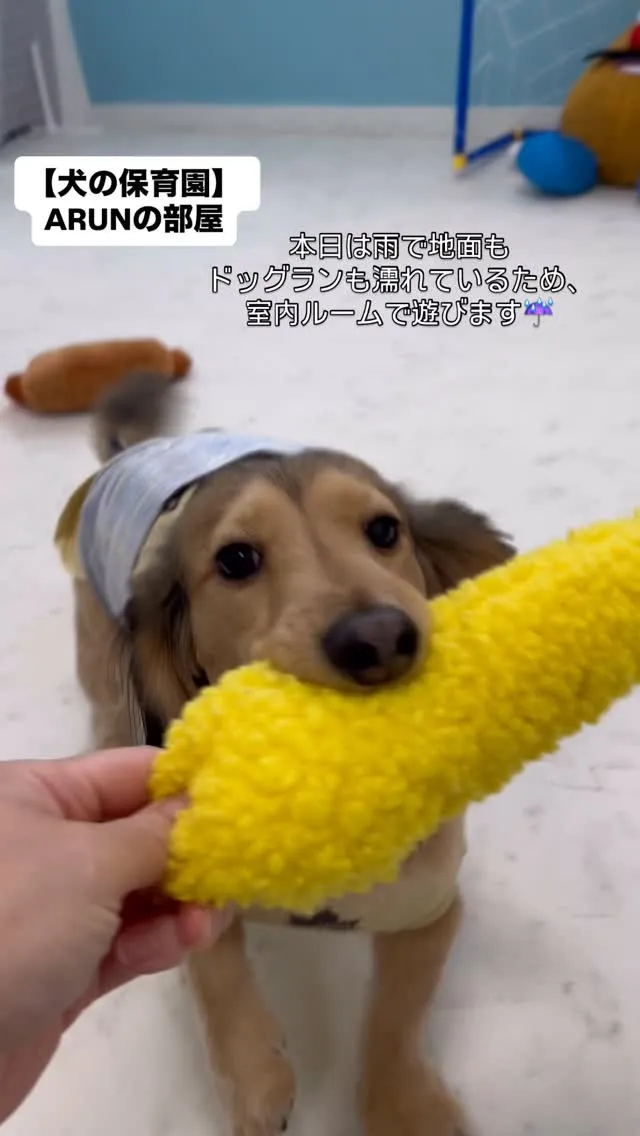 ୨୧ ∴犬の保育園∴ ୨୧