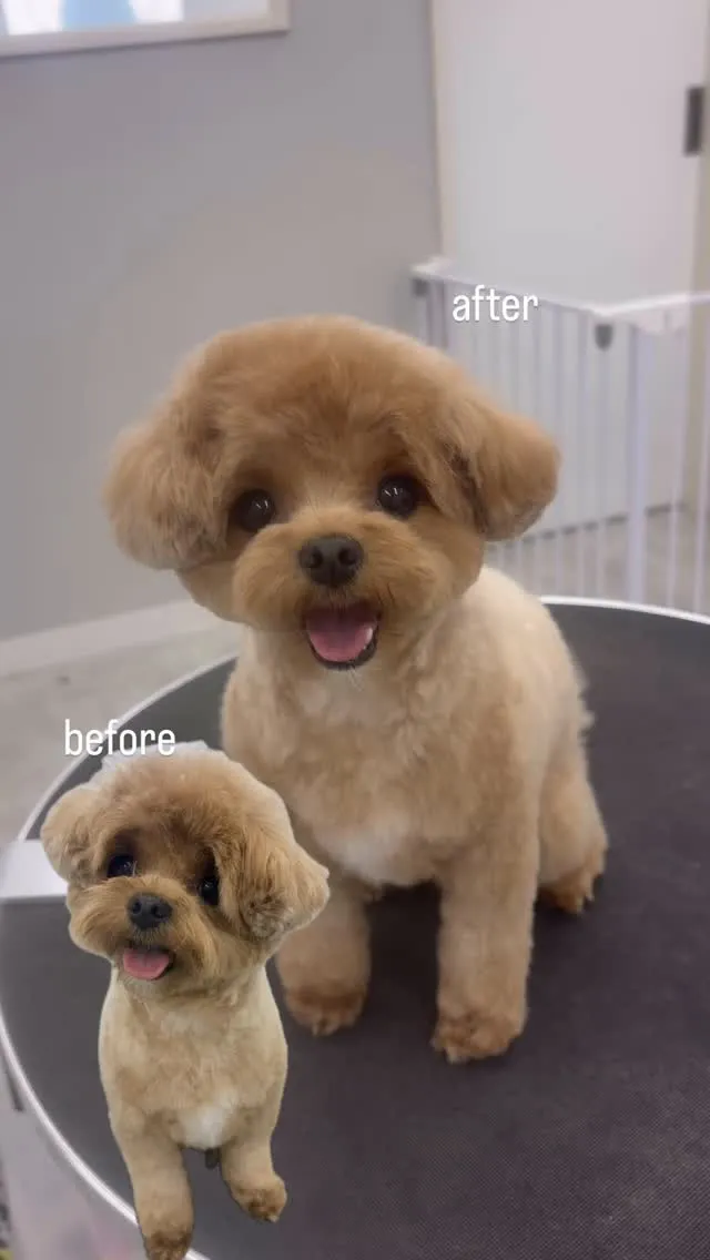 ୨୧ ∴ペットサロン∴ ୨୧ 