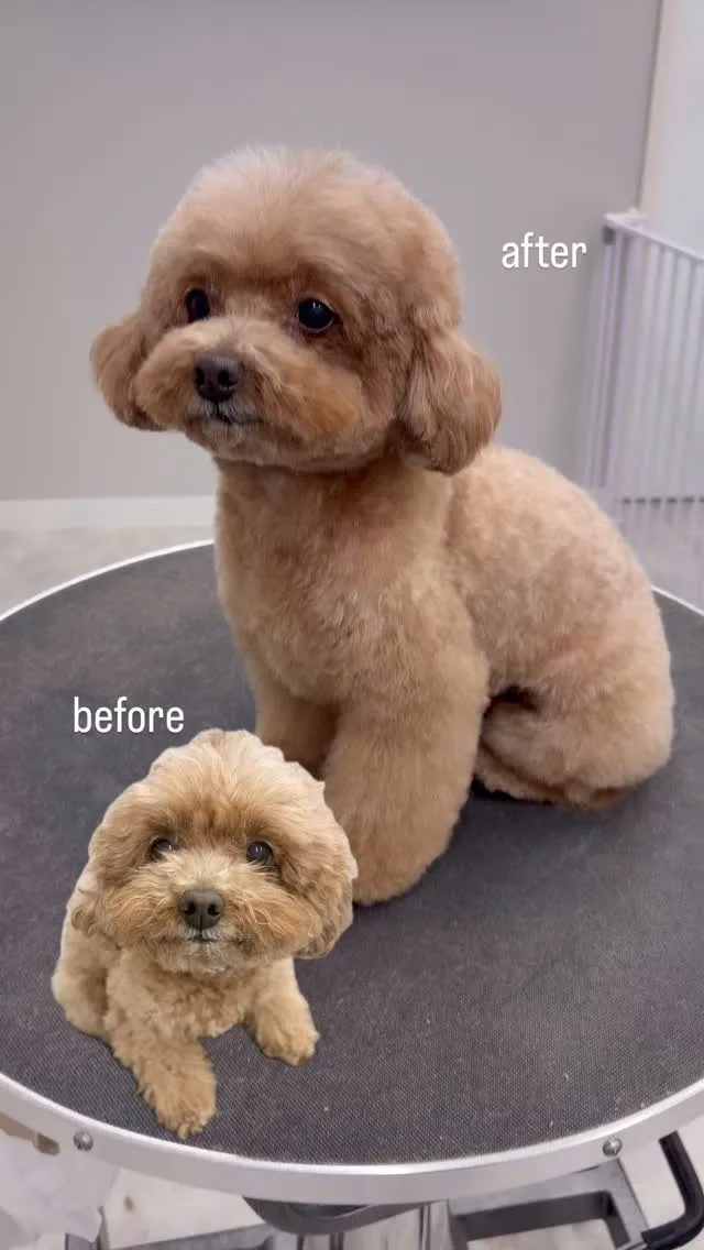 ୨୧ ∴ペットサロン∴ ୨୧ 