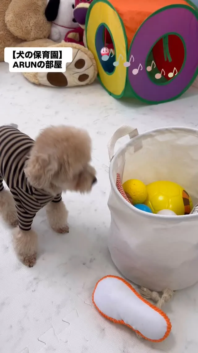 ୨୧ ∴犬の保育園∴ ୨୧