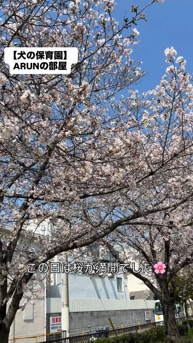 ୨୧ ∴犬の保育園∴ ୨୧