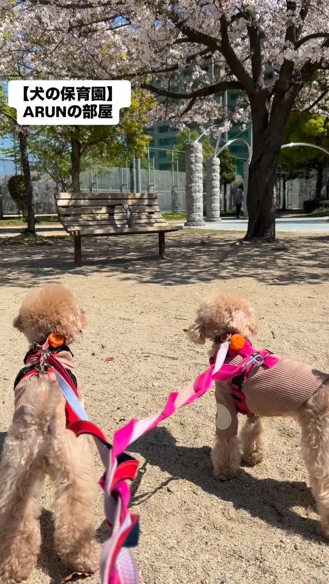 ୨୧ ∴犬の保育園∴ ୨୧