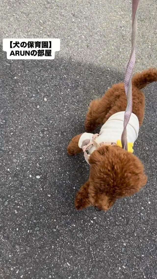 ୨୧ ∴犬の保育園∴ ୨୧