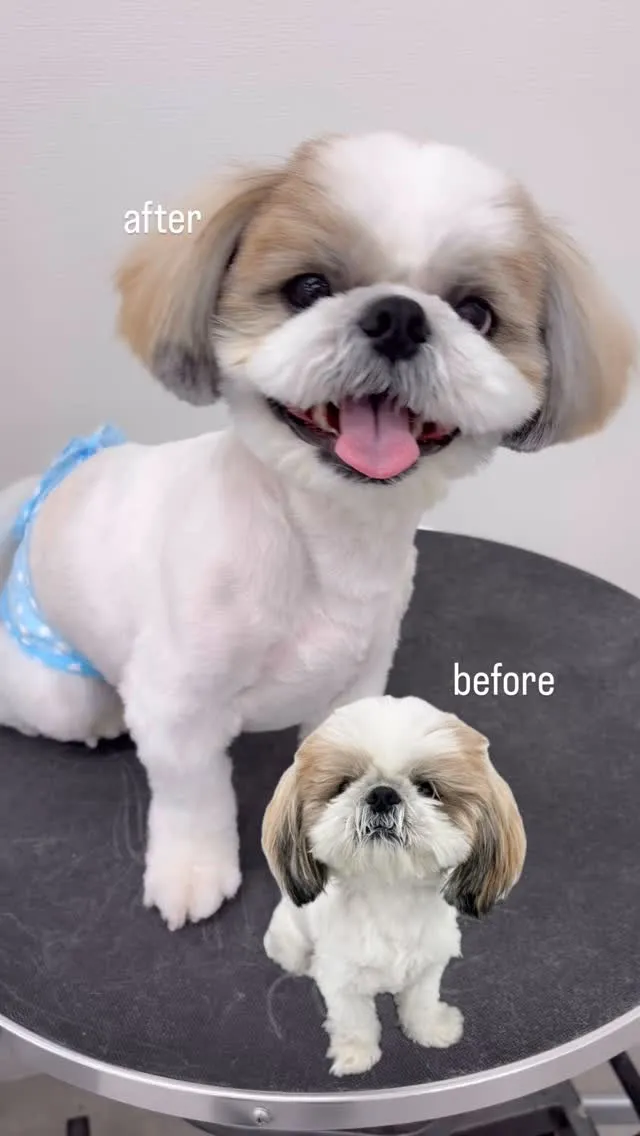 ୨୧ ∴ペットサロン∴ ୨୧ 