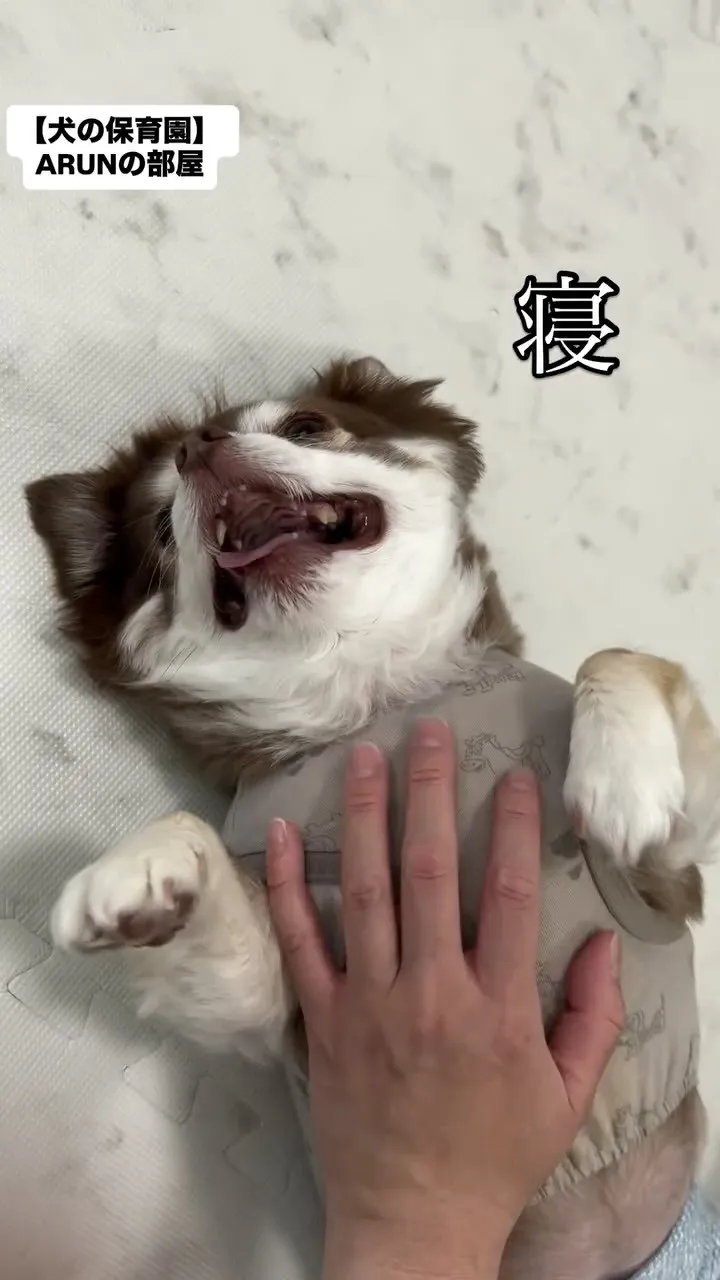 ୨୧ ∴犬の保育園∴ ୨୧