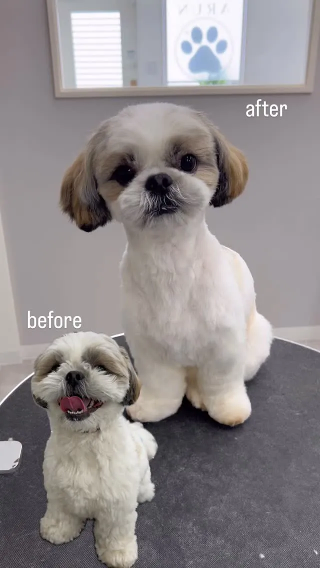 ୨୧ ∴ペットサロン∴ ୨୧ 