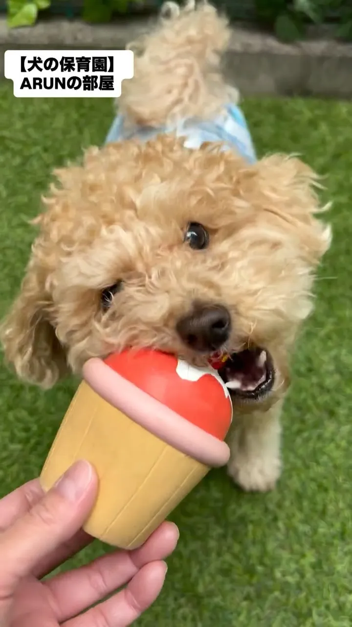 ୨୧ ∴犬の保育園∴ ୨୧