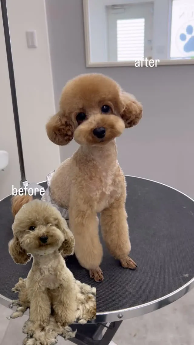 ୨୧ ∴ペットサロン∴ ୨୧ 