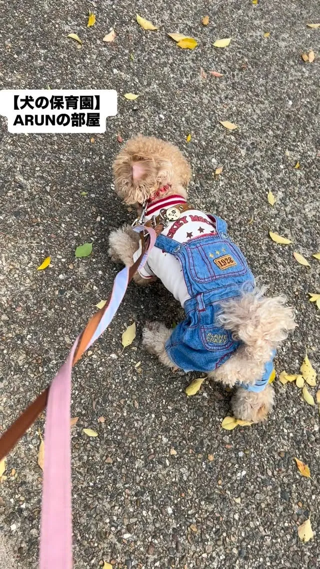 ୨୧ ∴犬の保育園∴ ୨୧