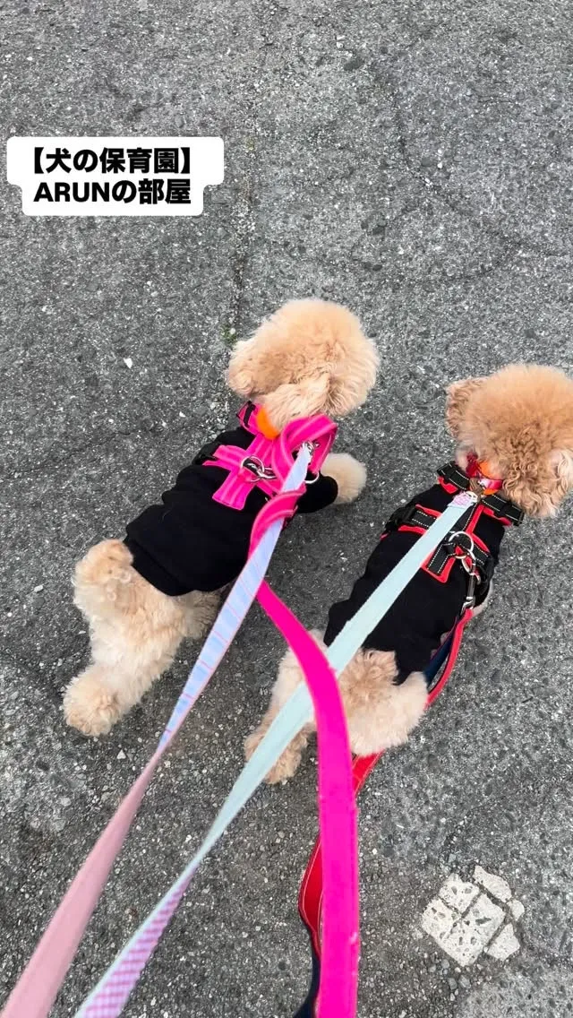 ୨୧ ∴犬の保育園∴ ୨୧