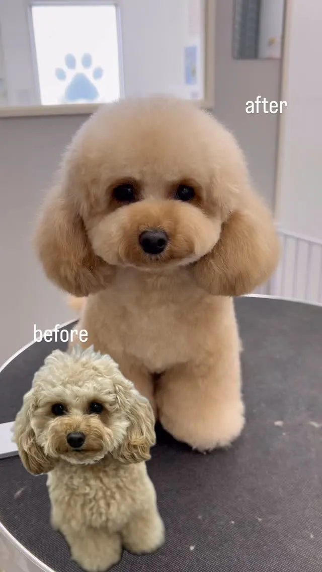 ୨୧ ∴ペットサロン∴ ୨୧ 