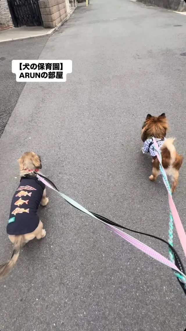୨୧ ∴犬の保育園∴ ୨୧