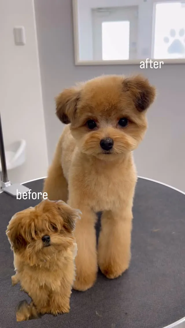 ୨୧ ∴ペットサロン∴ ୨୧ 