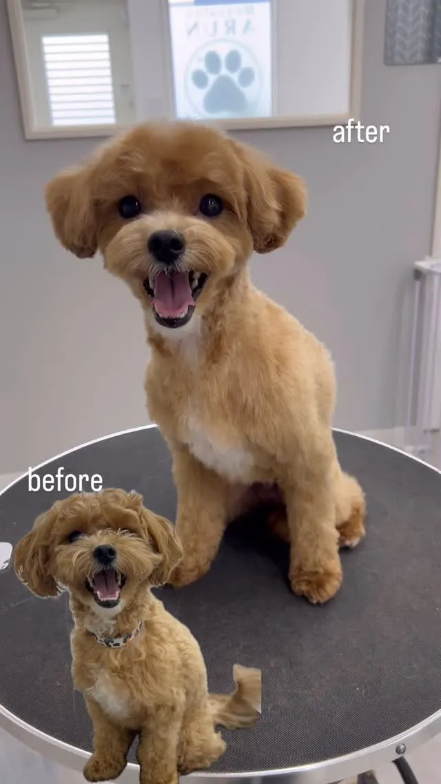 ୨୧ ∴ペットサロン∴ ୨୧ 