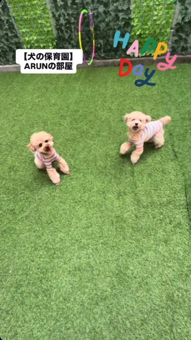 ୨୧ ∴犬の保育園∴ ୨୧