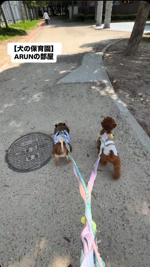 ୨୧ ∴犬の保育園∴ ୨୧