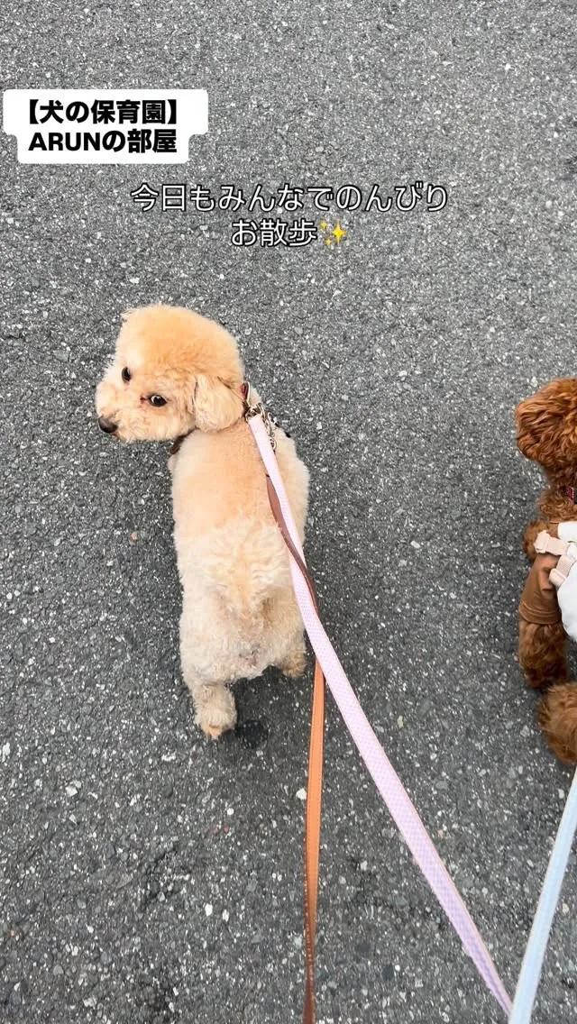 ୨୧ ∴犬の保育園∴ ୨୧